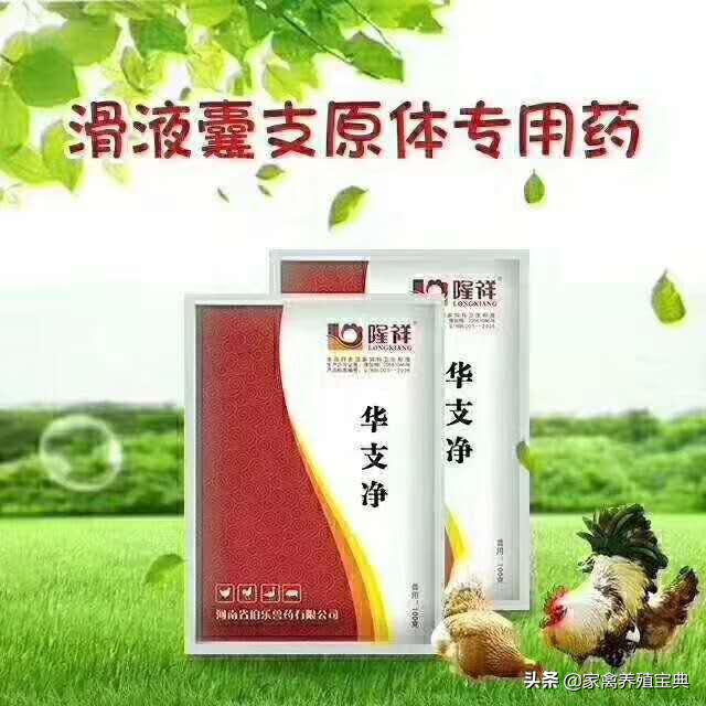 养鸡滑膜囊炎治疗,鸡滑囊炎5天自愈方法