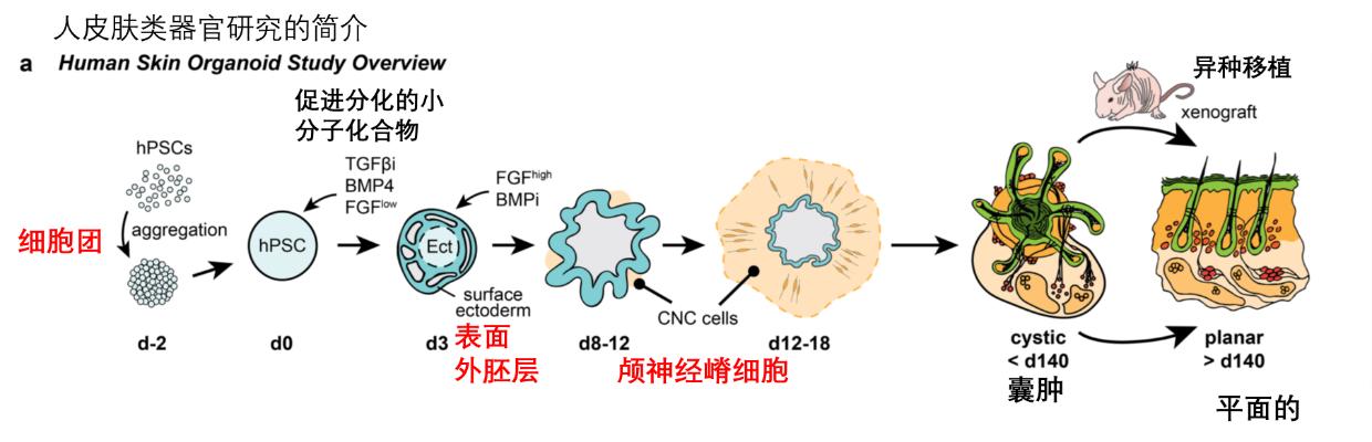 脱发人群超25亿解救头发从它开始,脱发最新研究成果