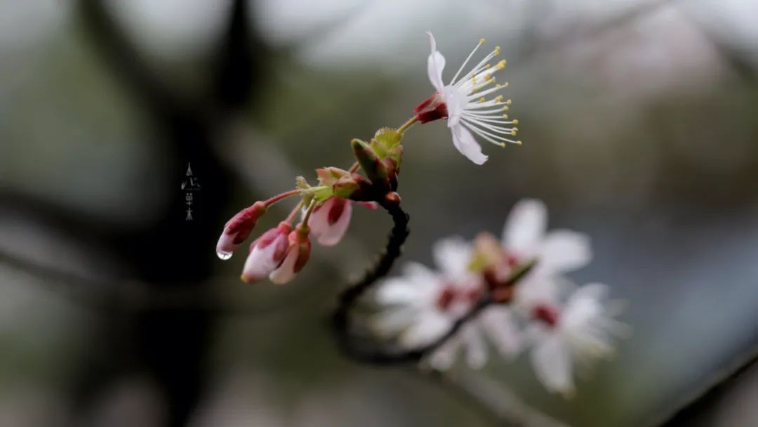 四明山龙观山,四明山国家森林公园樱花