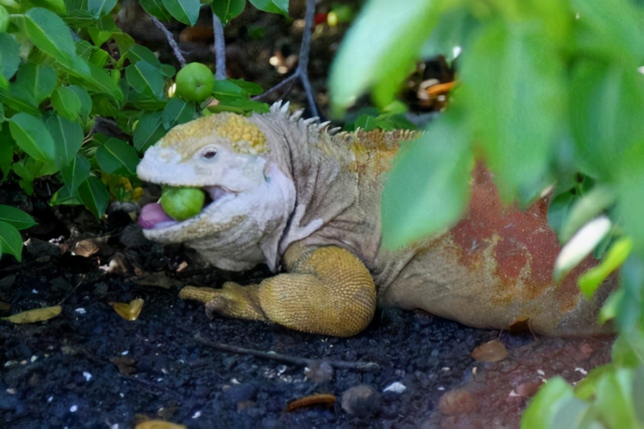 违反进化规则？这树从果实到树干都是致命毒素，不让动物传播种子