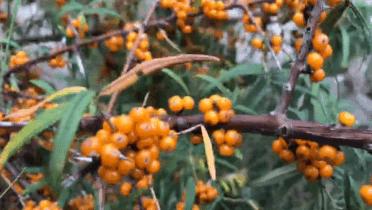 又见沙棘红诗句,又见沙棘