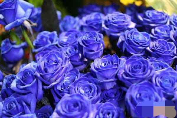 花店经营创业项目,花店创业可以做什么项目