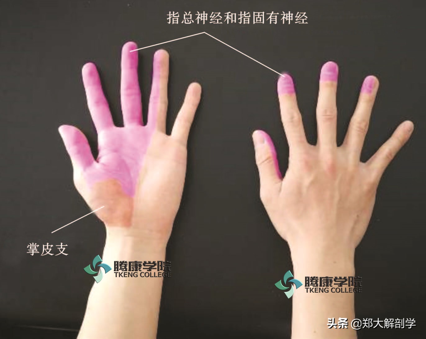 臂丛三束的主要分支,臂丛锁骨下部的主要分支及分布