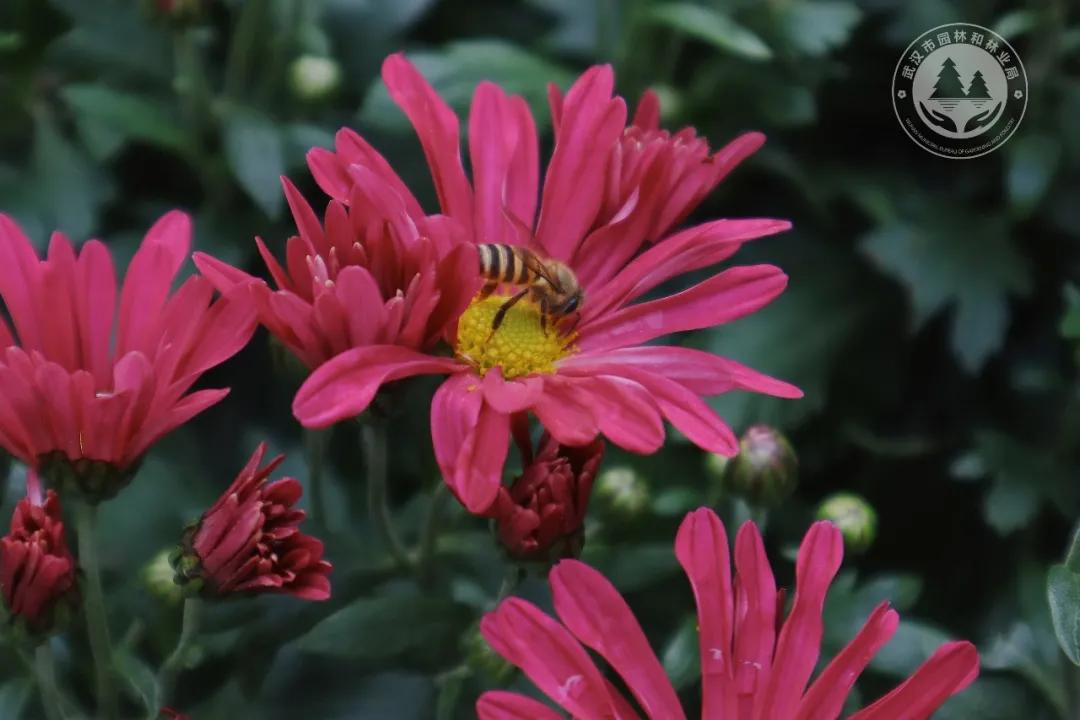 金秋时节菊展赏菊,趁着周末逛菊展