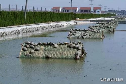 甲鱼的正确饲养方法有哪些,甲鱼如何饲养教程图解大全