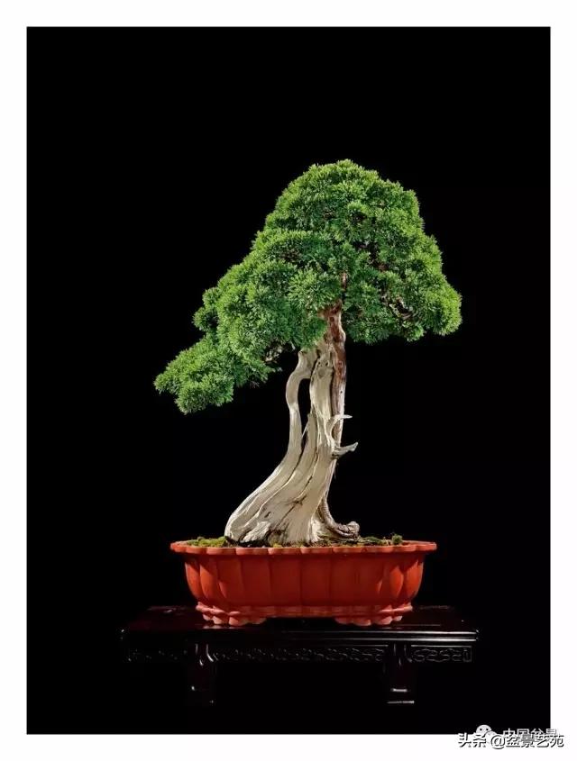 玩盆景必备栽种知识,观赏盆景的意境