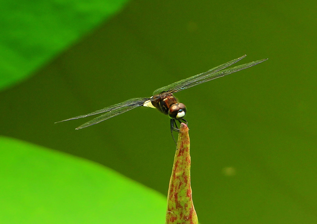 杨万里写荷花的诗隐藏的心思,杨万里写荷的著名诗句