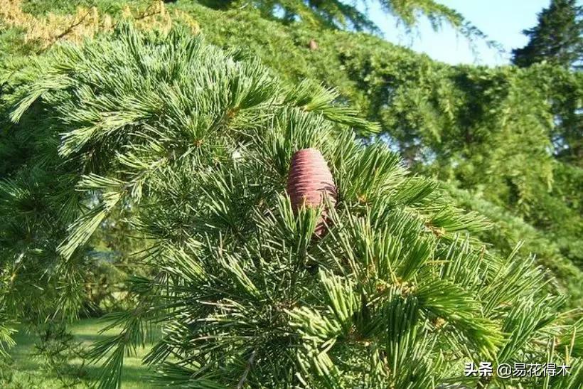 雪松盆景怎么打理,雪松盆景制作过程