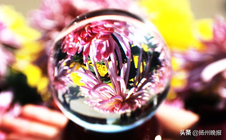 2018年冬天扬州赏花攻略,扬州11月秋景打卡地