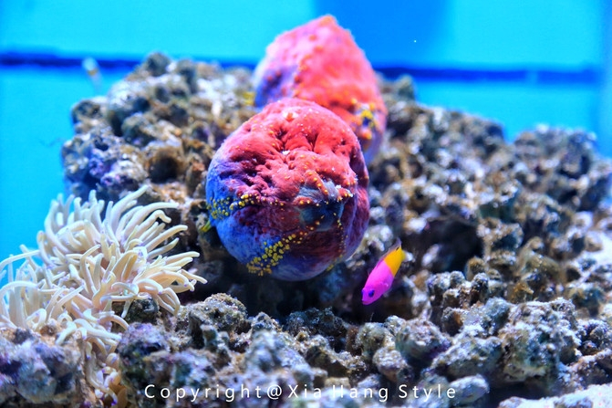 横店梦幻谷水世界有奥特曼,横店梦幻谷水世界摩天轮