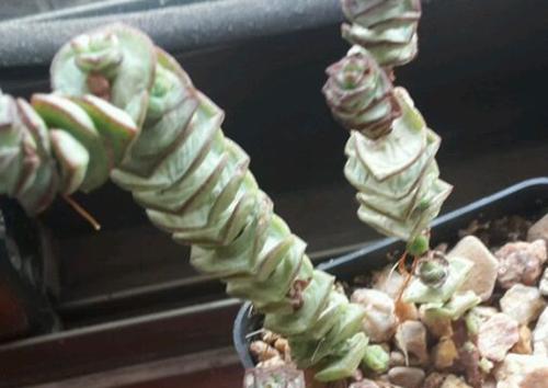 多肉钱串叶子皱皱巴巴是怎么回事,钱串叶子发软怎么办