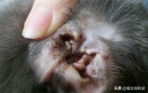 猫咪体外驱虫虫子死掉还是驱赶走,猫咪驱虫新手入门教程