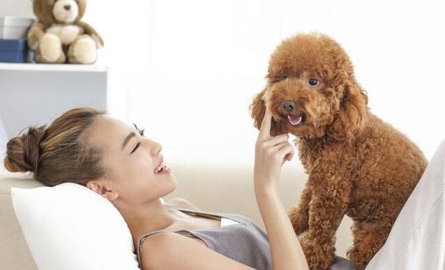 泰迪犬生理期，主人做好这些事，它的身体会更健康！