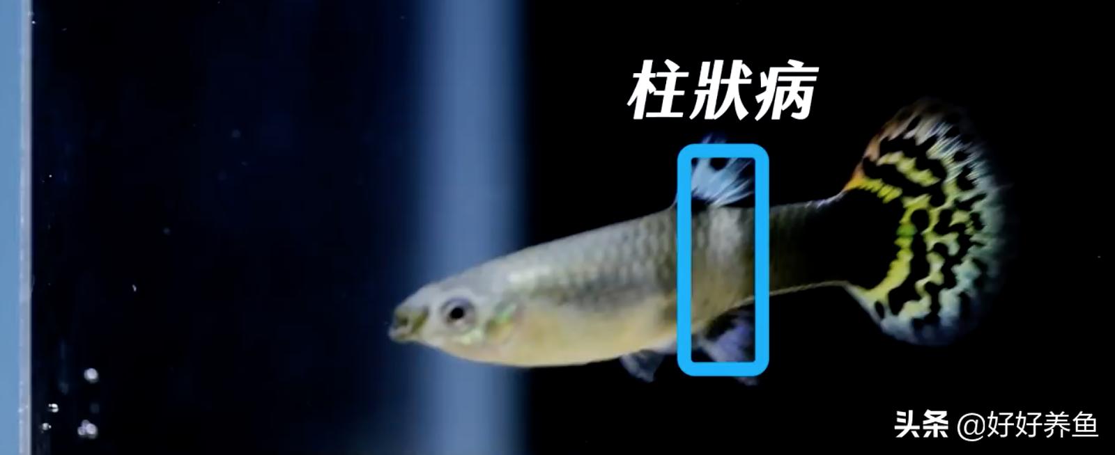 如何治疗鱼病不入坑,怎么治疗鱼病