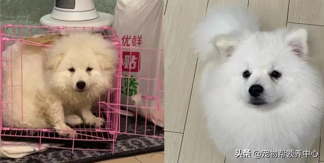 狗狗被*养送**期间患上细小，前主人却说：存活几率很小，别治了…