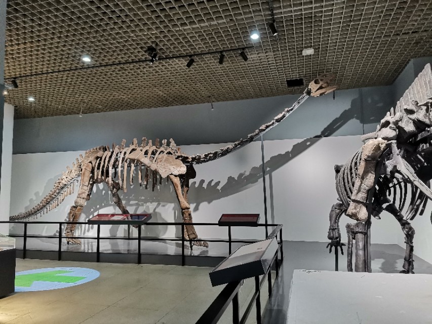 威海鲸鱼标本博物馆,鲸鱼演化博物馆标本