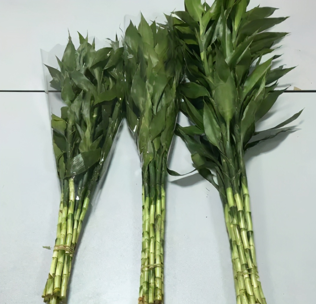 水培富贵竹根部不发芽怎么办,水培富贵竹没生根前怎么养