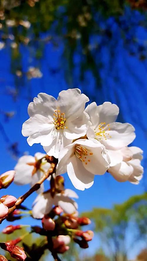 中国最稀少樱花品种阳光樱,樱花品种推荐之迎春樱