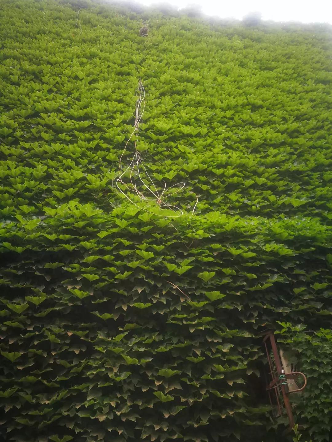 爬山虎的图片,爬山虎有毒吗