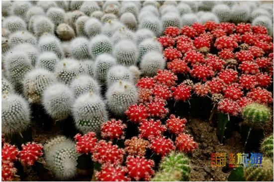 夏天就要去没有太阳的城市避暑,夏天就是要出去玩