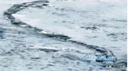 海洋巨蟒之谜纪录片,海洋巨蟒电影完整版