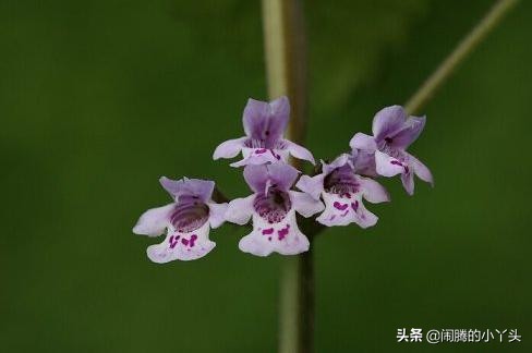 活血丹草分布,活血丹