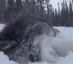 冬天如何养狗狗,狗狗怎么照顾最好