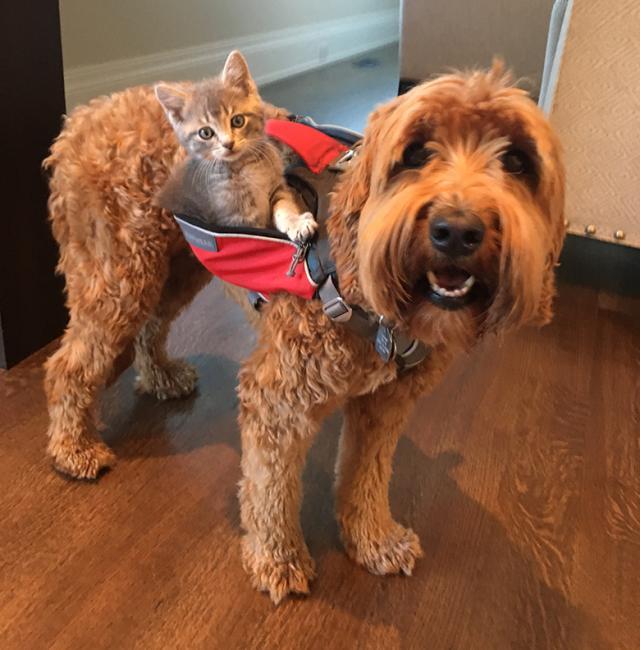 主人遛狗狗狗捡到流浪猫,主人和宠物狗在外散步碰到两只狗