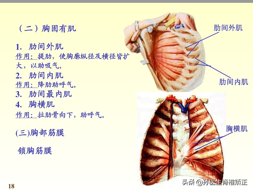 系统解剖学骨学ppt课件,解剖学基本知识ppt课件