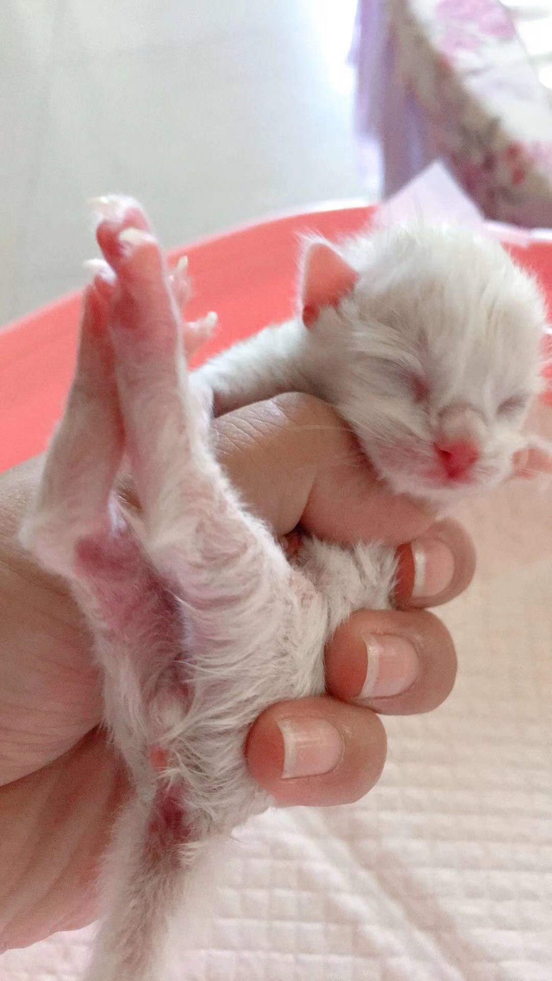 猫咪怀孕了有哪些表现,猫咪怀孕有什么症状表现