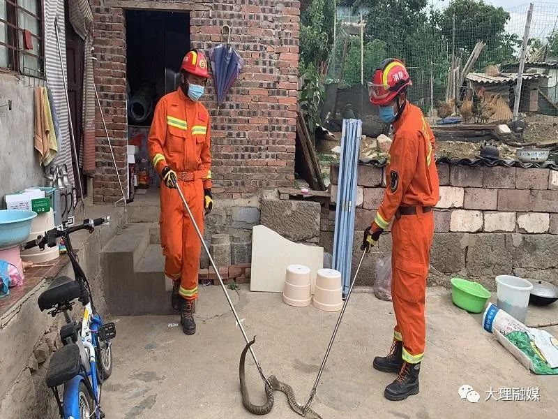夏天小心蛇出没,小心蛇出没夏秋季节