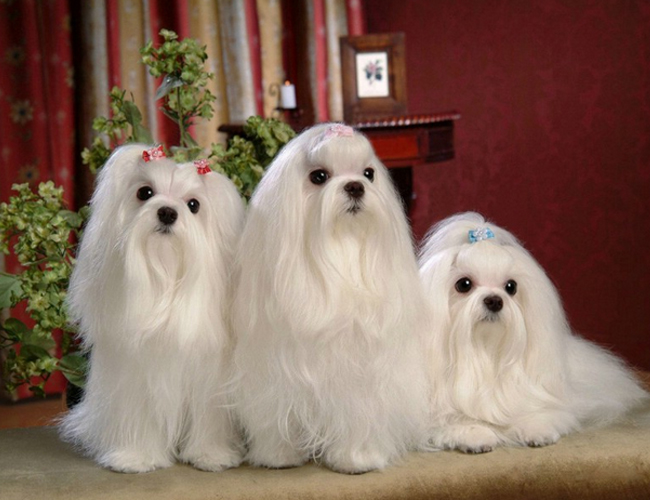 狗狗买什么品种最合适,怎么给狗狗选择宠物狗品种