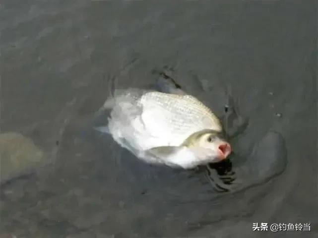 武昌鱼什么季节最好吃,武昌鱼适合怎么吃