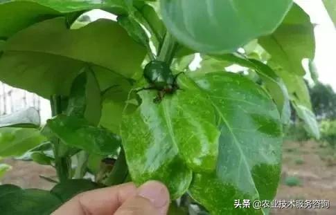 柑橘虫害高清图谱及防治方法,柑橘虫害物理消灭