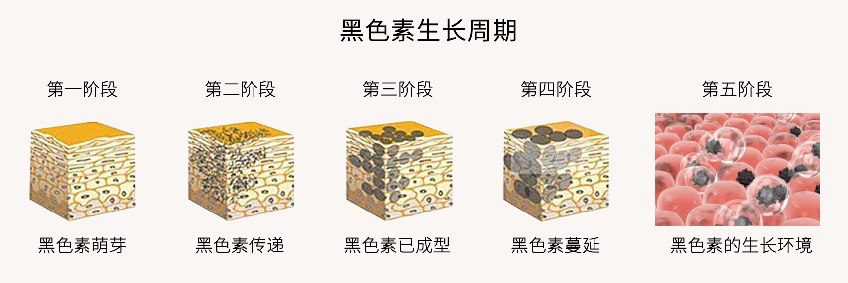 夏天晒黑的皮肤怎样才能快速变白,怎么按摩才能快速变白