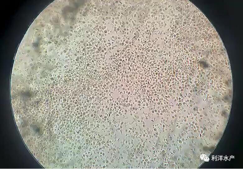 加州鲈正常死亡的表现,加州鲈为什么张口死亡