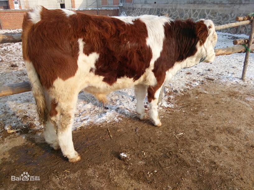 奶粉排行榜前十位国产奶粉品牌,国产婴儿奶粉与进口婴儿奶粉比较