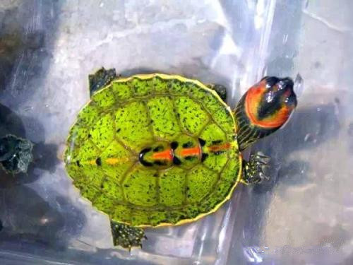 牢底坐穿系列,养一只就会坐牢,快看下你家有没有这些乌龟