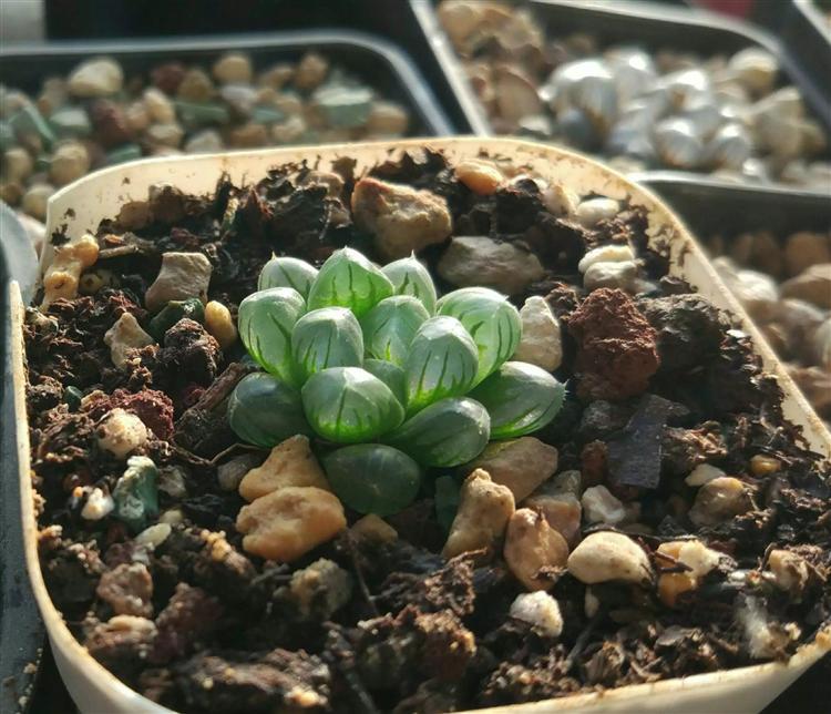 玉露不烂根不徒长,多肉玉露徒长怎么处理