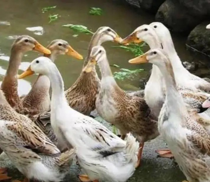 各类家畜养殖效益对比,家畜养殖致富项目