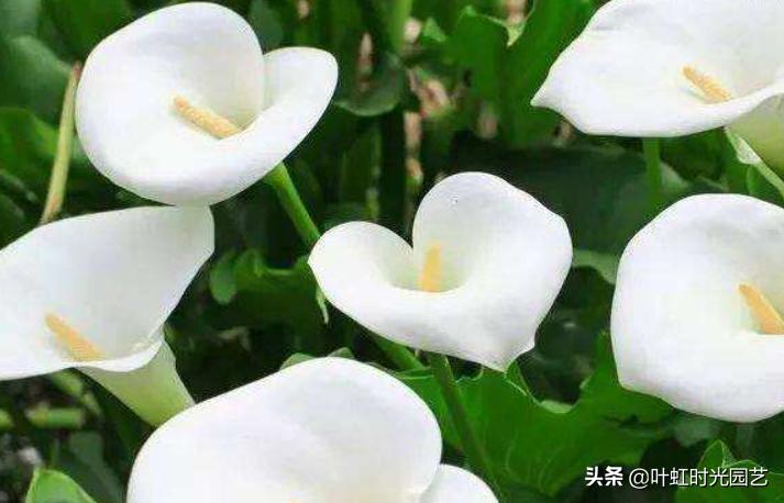 马蹄莲开花期间养护注意什么,马蹄莲的养护要点和方法