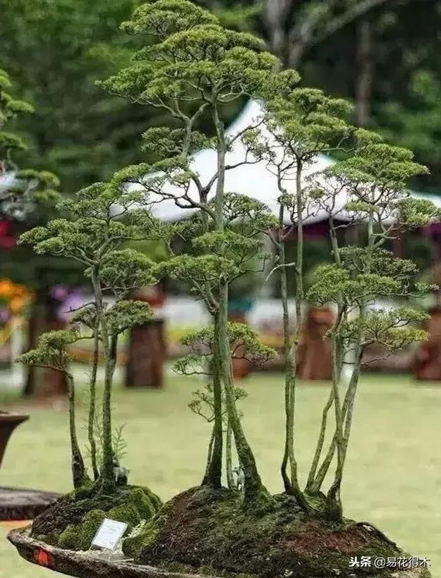 丛林式精品盆景欣赏,丛林盆景浅盆