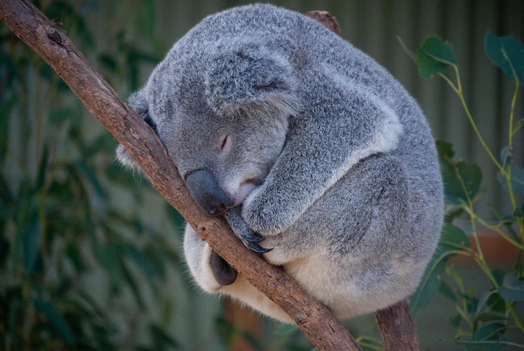 澳洲旅游自由行攻略,澳洲旅游10天自由行路线