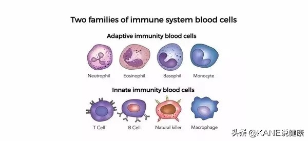 nk细胞消灭癌细胞实录,nk细胞杀神经元
