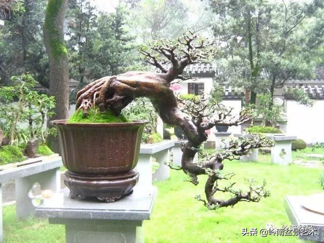 鎮礀缁濆閫㈢敓,鎮礀鐩嗘櫙澶у叏