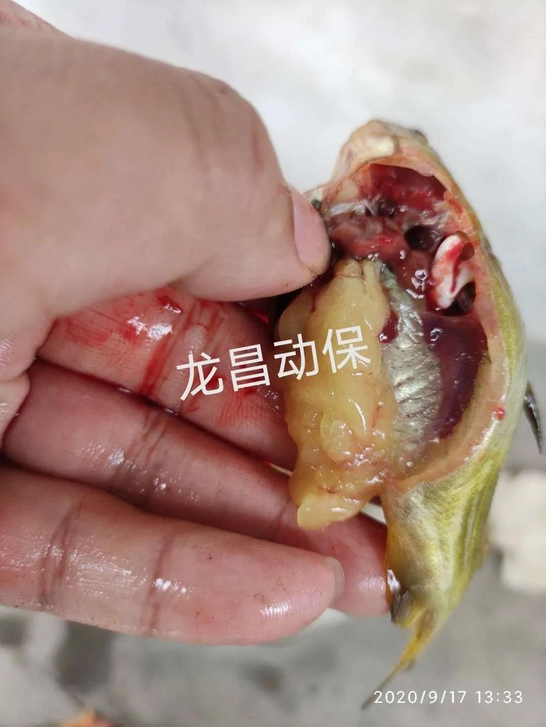 2020年一线业务走访黄颡鱼塘口的经验之谈