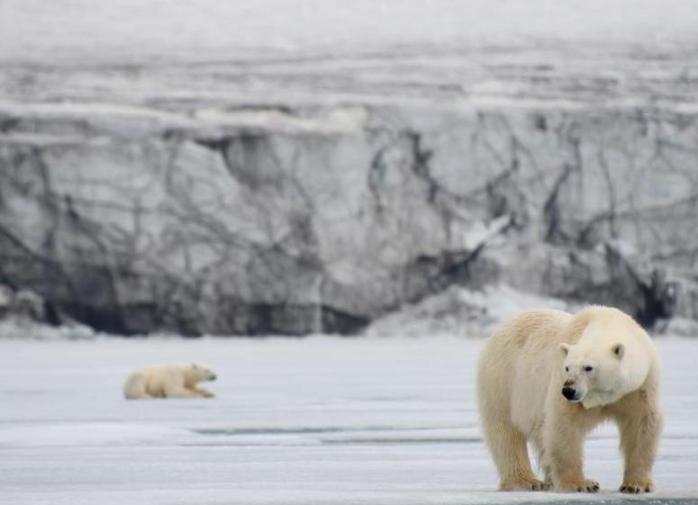 菜菜游弋北冰洋寻找北极熊给人不一样的震撼