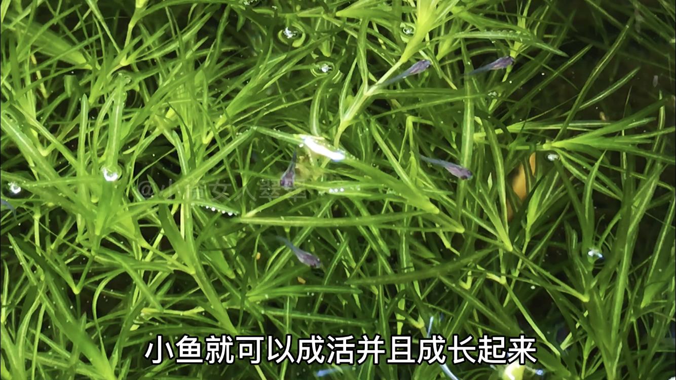 不会判断孔雀鱼怎么办,母鱼刚刚下崽后怎么护理