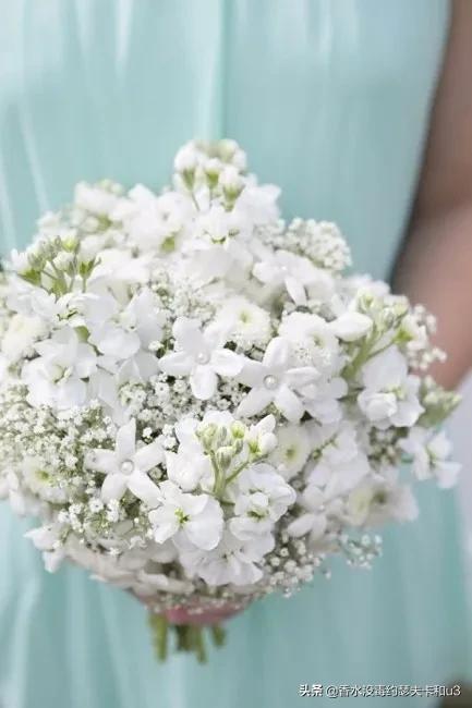 娇兰绿意百合香评,娇兰百合