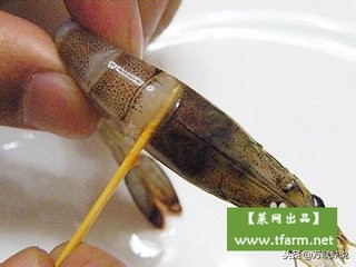 南美白对虾现在怎么样,了解南美白对虾和水质参数